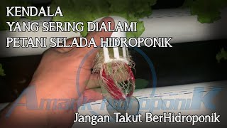 KENDALA YANG HARUS DIHADAPI PETANI SELADA HIDROPONIK