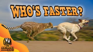 These Are The 10 Fastest Animals On This Planet