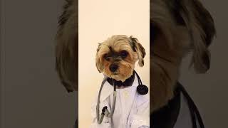 Doctor puppy #shorts