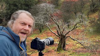 Capturing the Eerie Beauty | Skeleton Tree in the Gloomy Lake District