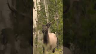 Would You Take A Frontal Shot Elk Hunting Archery? #elkhunting