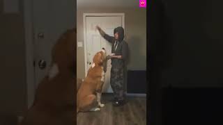 funny dog video# short# puppy# funny# short video