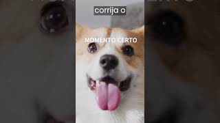 Dica pet : COMO ENSINAR 'NÃO' PARA O CACHORRO