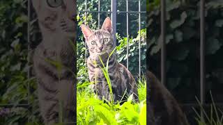 cat and Asian leopard cat mix 🐯🌾  #nature