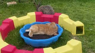 bunny enjoying | rabbits playing