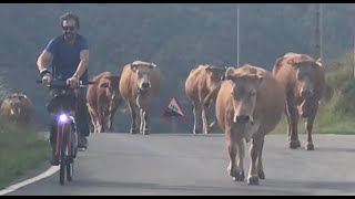 Cows in Bilbao