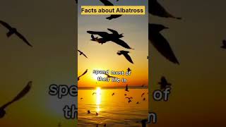 #didyouknow|facts about Albastross #trendingshorts #viral #shorts #youtubeshorts