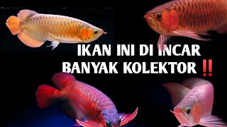 INCARAN KOLEKTOR IKAN HIAS‼️mengenal ikan arwana super red