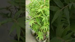 Dwarf bamboo plant || pleioblastus|| lucky plant|| vastu plant#shorts