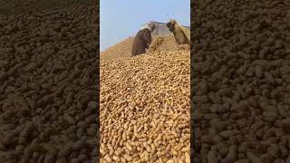 Peanuts #ytshorts #shortfeed #youtubeshorts #viral #viralshorts vira#viralvideo #food