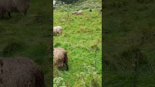 StressReliefSheep in Fjord