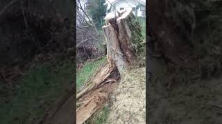 CHE COSA E' SUCCESSO AL MIO ALBERO NEL BOSCO?