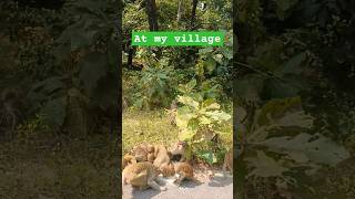 Monkeys 🙈 at my village #village #monkey #monkeyvideo #monkeys