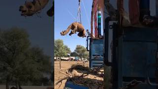 Camels loading amazing videos #camel #youtubeshorts #youtubevideos #animals #ytshorts #shorts