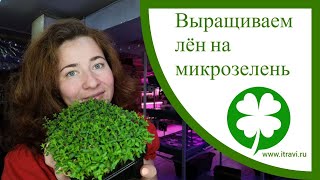 Как прорастить лен на #микрозелень #микрозеленьдома все тонкости проращивания льна и его польза