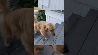 🐶❤️"Puppy Love: Adorable Golden Retriever Plays Fetch with His Best Friend"