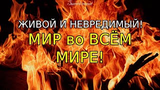 САБЛИМИНАЛ "Живой и невредимый! МИР во ВСЕМ МИРЕ!" очень мощная работа подсознания🎉💞