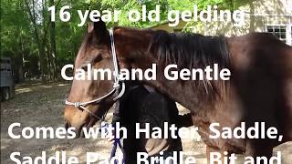 Gentle Horse For Sale: Tall Gelding Safe and Seasoned, Comes with Saddle and Horse Tack