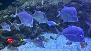 Colorful Marine Life of Fuerteventura!🐟❤️