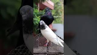 #pigeonpigeon #bird #birds #pingeon #birdspecies #piegeon #pigeonbird