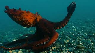 Giant Pacific Octopus Walking on the Ocean Floor!