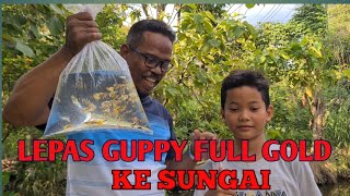 STOK GUPPY MELIMPAH LEPAS KE SUNGAI AJA - SEMOGA GAK KETAHUAN WARGA