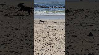 Miniature Schnauzer Loves The Beach