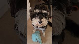 Miniature Schnauzer Beautiful Expression