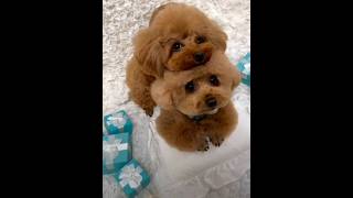 OMG So Cute Little puppy Friends #cutepuppies #cutedog #viral #youtubeshorts