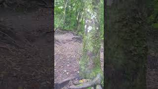 suasana di hutan merbabu