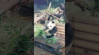 Panda just chilling #panda #zoo #berlin #chill