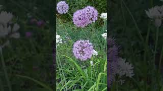 Allium # shorts # Аллиум