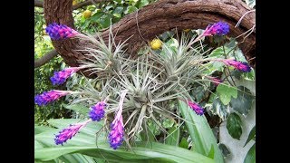 Mini bromélia, (Tillandsia stricta)