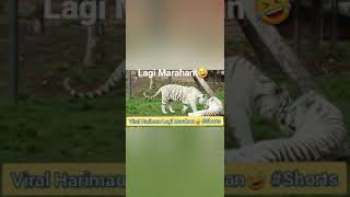 Viral Harimau Lagi Marahan🤣 #Save Tiger / #Shorts