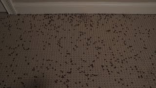 dropping coffee beans on the floor for your asmr, relaxation, and sleep. i hope you enjoy! - E.R. ü