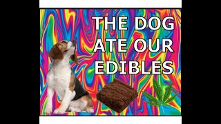 The Dog Ate Our Weed - 420 Special Storytime