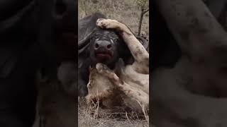 buffalo suffocated in pain when bitten by a lion