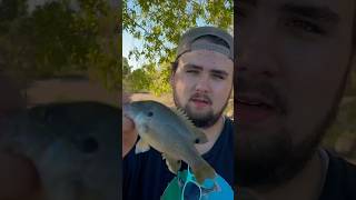 Green Sunfish out of a City Pond #sunfish #bluegill #panfish #pondfishing #fishing #trout