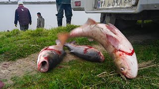 "In the heart of the deep Caspian waters: the amazing catch of a giant fish in the fishermen's net"