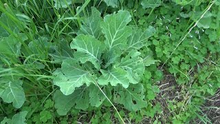 【自然農】2024年6月11日 水茄子成長の様子・スイカ定植【natural farming】