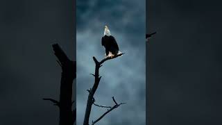 Bald Eagle calls male (shutter sound). #shorts #birds #subscribe #eagle  #sony #nature #birdsofprey