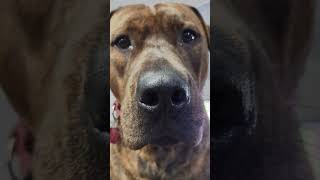 Gunnarr knocks it out of the park #short #jumpscare #doglover #shortvideo