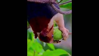 Malabar giant squirrel enjoying 🥭. #nature #wildlife #natgeowild #squirrel #birds #birdswatching