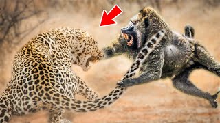 Most Dangerous Baboon Attacks On Wild Animals | लंगूर का हमला इतना खतरनाक क्यों है?