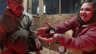 Cackle hatchery chick unboxing.