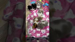 Cutest Kittens Get Mad 😡