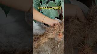 Free DIY Moss Stick at Home #gardening #shorts #ytshorts #youtubeshorts #diy #plants