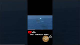 Baleine bleue / chant de la baleine #animaux #baleine #ocean #oceansounds #oceans