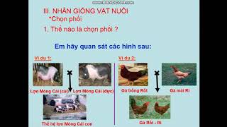 CN7 TUẦN 23,TIẾT 26,BÀI 33,34  MỘT SỐ PP CHỌN LỌC GIỐNG VẬT NUÔI, NHÂN GIỐNG VẬT NUÔI