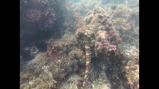 Avenca Protected Marine Area - part 2  Octopus high fives my leg